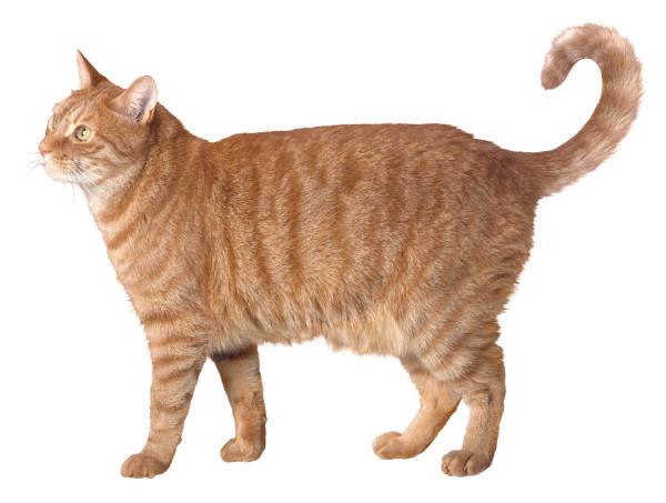 orangecat